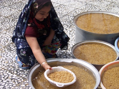 خوشه طلا | طریقه جوانه دار کردن بذر برنج