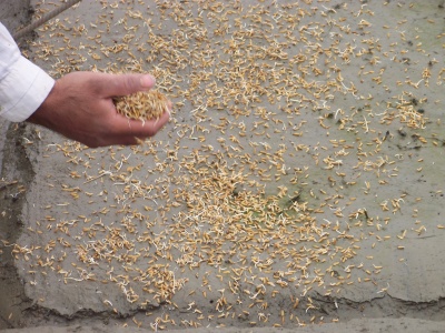 خوشه طلا | انتقال بذر به خزانه