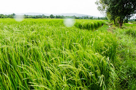 نقش روی در گیاه برنج