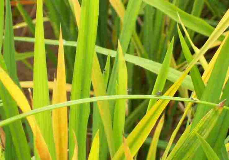 کمبود آهن در گیاه برنج