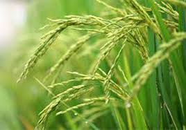 نقش منیزیم و منگنز در گیاه برنج