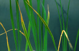 اهمیت فسفر در گیاه برنج