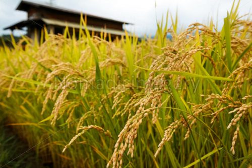 ویژگی زراعی برنج