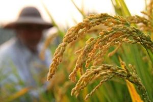 نقش پتاسیم در گیاه برنج