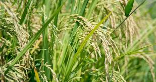 نقش پتاسیم در گیاه برنج | خوشه طلا
