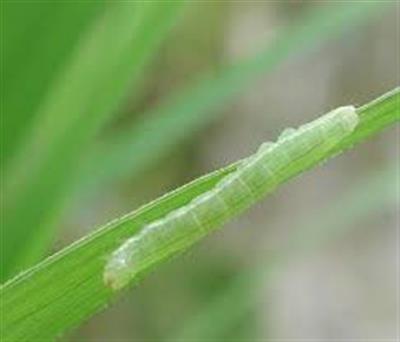 کرم سبز برگ خوار برنج باعث از بین رفتن برگ ها می شود