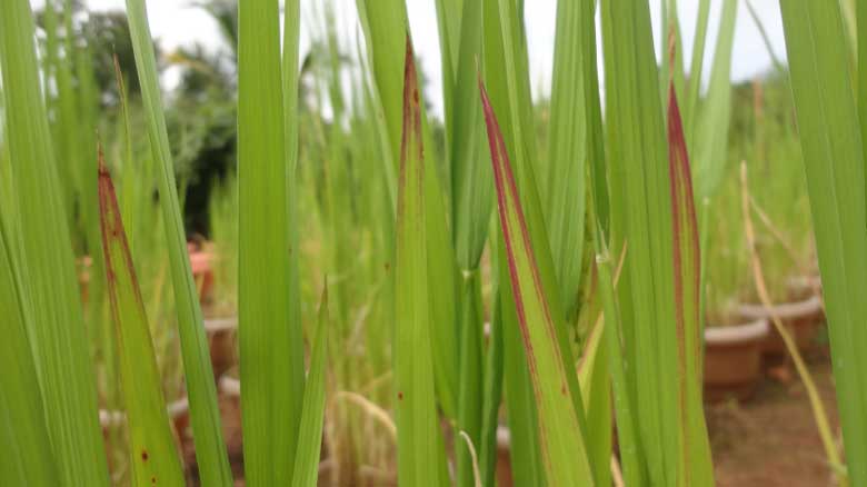 نقش منیزیم و منگنز در گیاه برنج